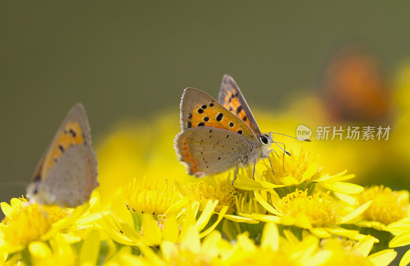 小铜蝶(Lycaena phlaeas)